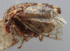 Habitus, lateral view: !! display not done !! on Vanduzea laeta Goding, 1893: (Observation).