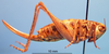 CollectionObject 1536698; 7ae8386f-1c05-46e7-b990-30e95423b144: female, lateral view (paratype). (CollectionObject).