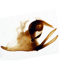 Aedeagus, lateral view on Cuerna angusta Nielson, 1965: Aedeagus in lateral aspect (paratype). <br>Mexico, Jalisco, La Troje And Cienaga de Mata, USNM.<br> Photo: S. Krishnankutty. (Observation).