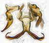 Aedeagus, ventral view: (Observation).