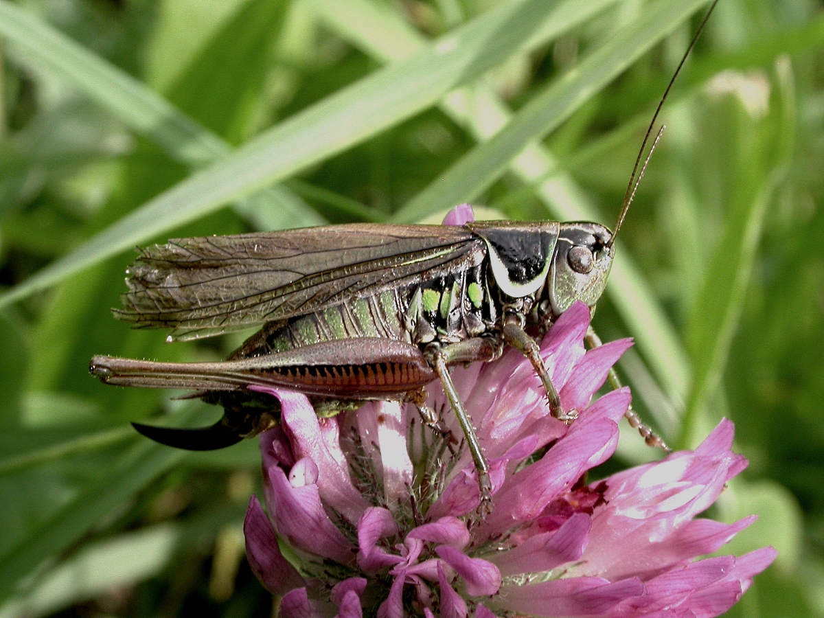 macropterous female (AT, Gfals, 04.08.2008). Depicts CollectionObject 1581416; d423209c-617c-4775-8190-60cb2f4c3436, a CollectionObject.