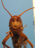CollectionObject 1575884; ce38100d-0630-4fae-b0d7-b7cdccc5bd7c: male, frontal view. (CollectionObject).