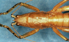 CollectionObject 1589084; fceee817-29be-48e1-923f-d37874f72c74: female head and pronotum, dorsal view (allotype). (CollectionObject).
