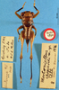 CollectionObject 1516934; 286cd16d-1263-493f-89f3-f5fb86f6a2f7: female, dorsal view (holotype of Mortoniellus chopardi). (CollectionObject).