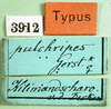 CollectionObject 1501060; 0ad85f6d-321e-47b6-80ea-df6733f37305, MfN 3912: labels (holotype). (CollectionObject).