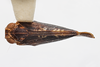 Habitus, dorsal view: (Observation).