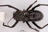 male, dorsal view (syntype of Eugaster guyoni inornata. Depicts CollectionObject 1530831; 92937b9b-27e9-4adb-8afa-668a205e5d5a, a CollectionObject.