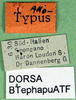 CollectionObject 1502894; f98bcf38-b26e-4a6c-b298-4eea607cedbb: labels (allotype). (CollectionObject).