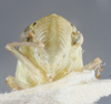 Head: !! display not done !! on Cofana unimaculata (Signoret, 1854): Head/Face. (Observation).