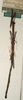 CollectionObject 1559252; NMW 916, c66d6740-6a44-4b7a-98ed-c80237b9c6da: copyright NMW, Vienna. female of synonym Leprocaulus altecornutus (holotype). (CollectionObject).