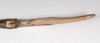 CollectionObject 1576614; 04e63718-9693-498a-925e-4acc8d677421: copyright USNM, Washington. female: end of abdomen, ventral view (paratype). (CollectionObject).;CollectionObject 1576615; 6b99b982-327a-4ec0-b37d-1dfcae616e79: copyright USNM, Washington. female: end of abdomen, ventral view (paratype). (CollectionObject).