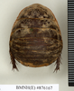 CollectionObject 1573059; NHMUK(SF IMPORT DUPLICATE) BMNH(E) 876170''', f7bf33ff-4d73-4b55-9e6a-b14c61b74bc2: Copyright Natural History Museum, London. Syntype (female) in BM(NH). Dorsal view. (CollectionObject).
