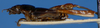 CollectionObject 1517774; fb197175-fcf0-4e05-a487-8ae1d6d8e292, MNHN010362917: male, lateral view (lectotype). (CollectionObject).