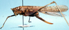 Pseudosaga angolensis Naskrecki, 1994: female, lateral view (allotype). (Otu).