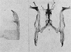 Other: Pygofer lobe, aedeagus, connective, and styli. (Observation).