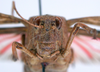 CollectionObject 1530732; 559953a5-118d-4b75-8683-688eb6265614, DORSA SAbraholHTM: male, frontal view (holotype). (CollectionObject).