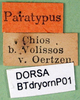CollectionObject 1502460; 3531d395-82d0-47f5-923b-e148c440f91f: labels (paratype). (CollectionObject).
