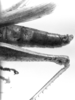 CollectionObject 1533531; 0b74aebb-82f0-4dcc-9c2b-f195032ffb51: Image Carbonell, C.S. male abdomen end, lateral view (lectotype of Oxybleptella pulchella). (CollectionObject).