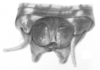 Ceuthophilus (Ceuthophilus) mississippi Hubbell, 1936: Fig. 41. male abdomen tip. (Otu).