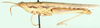 Macroleptea laevigata (Werner, 1914): female, lateral view. (Otu).
