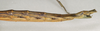 CollectionObject 1556989; 6f332655-c928-4699-b505-6cc10e1f1bb1: copyright St. Petersburg. female: end of abdomen, lateral view (syntype). (CollectionObject).