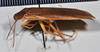 CollectionObject 1553125; NTUC 770, 771, 1c8c75cf-c21c-4d27-b41f-36429b53b69e: copyright NTUC. lateral view (syntype). (CollectionObject).