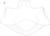 Neomenocria advena (Spinola, 1839): (Otu).