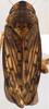 Habitus, dorsal view on Coarctana vilavelha Domahovski & Cavichioli, 2023: Male holotype [DZUP]: habitus, dorsal view. (Observation).