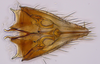 Subgenital plate: (Observation).