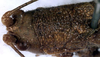 CollectionObject 1531827; ed9f1ae1-67b3-47a9-b072-c0b59f50b706: female head and pronotum, dorsal view (holotype). (CollectionObject).