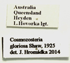 Cosmozosteria gloriosa Shelford, 1909: (Otu).