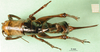 CollectionObject 1594839; 30d700b4-7533-49f4-97ed-409d15a46f35: female, dorsal view. (CollectionObject).