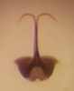 Aedeagus, posterior view on Rugosella obrienorum (Freytag & DeLong, 1971): Male holotype [OSU]: aedeagus, posterior view. (Observation).