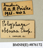 CollectionObject 1573053; 2d664ad5-2a91-4192-8a22-2596c1b9b28c: Copyright Natural History Museum, London. Labels from non-type (adult male) in BM(NH). (CollectionObject).