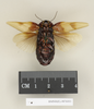 CollectionObject 1552815; NHMUK(SF IMPORT DUPLICATE) BMNH(E) 876001, 1b5ce553-4347-489d-aa76-6c34e5b711c8: Copyright Natural History Museum, London. Holotype (adult female) of synonym Panesthia hilaris in BM(NH). Ventral view. (CollectionObject).