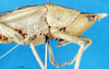 CollectionObject 1507262; 77833403-63ab-4aae-a653-584bfa1c8072: male, lateral view. (CollectionObject).