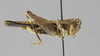 CollectionObject 1476872; 34062cbb-9187-44f3-860b-06e2e8b56d89: female, lateral view (holotype). (CollectionObject).