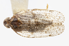 Habitus, dorsal view on Cixius evexus Kramer, 1981: (Observation).