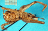 CollectionObject 1502429; e803339b-dc77-4dd6-8c96-f1e99e22be90: female, ventral view (syntype). (CollectionObject).