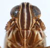 Head: !! display not done !! on Nothodelphax breviceps (Dozier, 1922): (Observation).