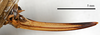 CollectionObject 1532127; 51f6b9af-4d04-4f2a-8928-793405d29ed4: ovipositor, lateral view (holotype). (CollectionObject).