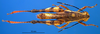 CollectionObject 1521404; 345bb1b9-dfaa-442b-9a08-1662e7382539: male, dorsal view (holotype). (CollectionObject).