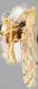 Habitus, lateral view on Concavifer marmoratus Dlabola, 1960: (Observation).