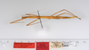 CollectionObject 1558529; 70342c40-345f-4834-95c5-42c90ee5d0a4: copyright ZMUH, Hamburg. female, lateral view (holotype). (CollectionObject).