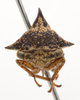 Head: !! display not done !! on Heliria strombergi Goding, 1893: (Observation).