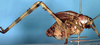 CollectionObject 1517216; 7f27e001-2946-4b38-8904-069087d205e9: male nymph (holotype of Ochrida annulipes). (CollectionObject).