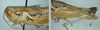 Melanoplus aridus (Scudder, 1878): female. (Otu).