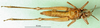 CollectionObject 1502387; c9222158-a9bb-4998-bdf9-abd311d5aaaf: female, ventral view (syntype). (CollectionObject).