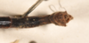 CollectionObject 1558284; 9fc7ed33-3550-471f-8e14-9c3838d7ce4c: copyright OUMNH. male: end of abdomen, dorsal view (syntype). (CollectionObject).;CollectionObject 1558285; ad47c116-5c57-4e7d-af86-1e2d66166cd2: copyright OUMNH. male: end of abdomen, dorsal view (syntype). (CollectionObject).
