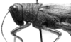 CollectionObject 1521485; 72301202-7d40-4208-a8cd-85c8fa6629a6: Image Carbonell, C.S. male head and pronotum, lateral view (holotype). (CollectionObject).